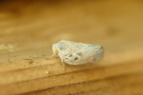 Metcalfa pruinosa